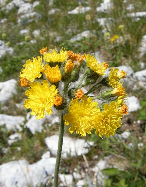 Pilosella cymosa (=Hieracium cymosum) / Pelosella cimosa